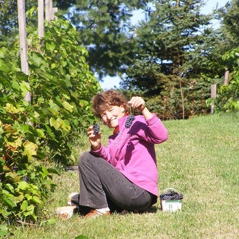 Vignes Valiant