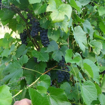 Vignes Valiant
