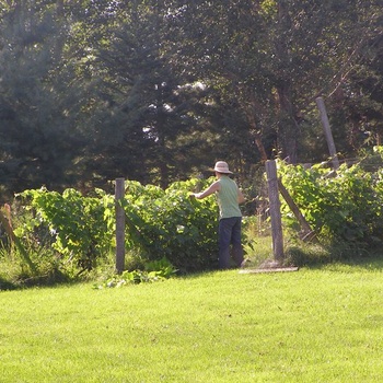 Vignes Valiant