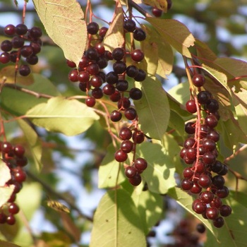 Cerises
