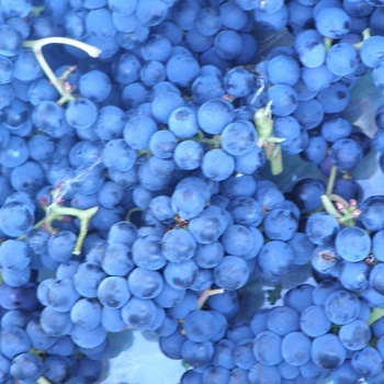 raisins bleus