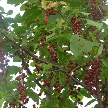 Cerises