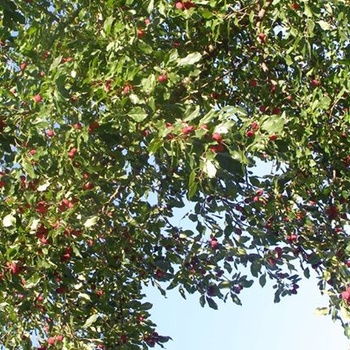 Petits fruits
