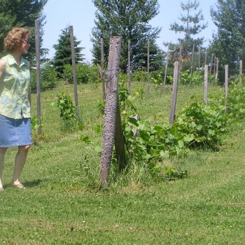 Vignes Valiant