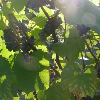 Vignes Valiant