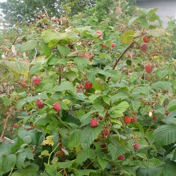 Framboises